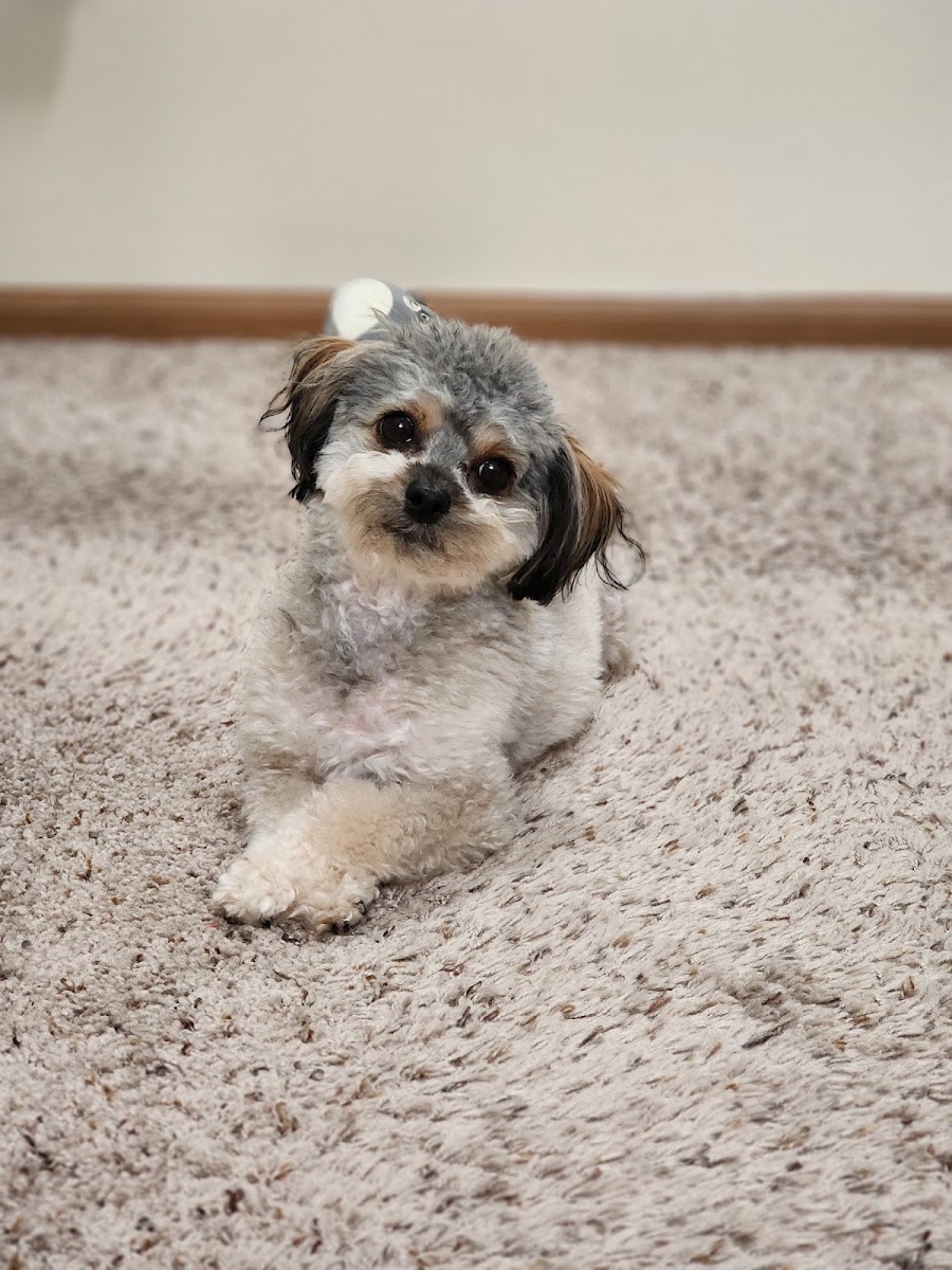 Inside Shawnee Hills Pet Grooming