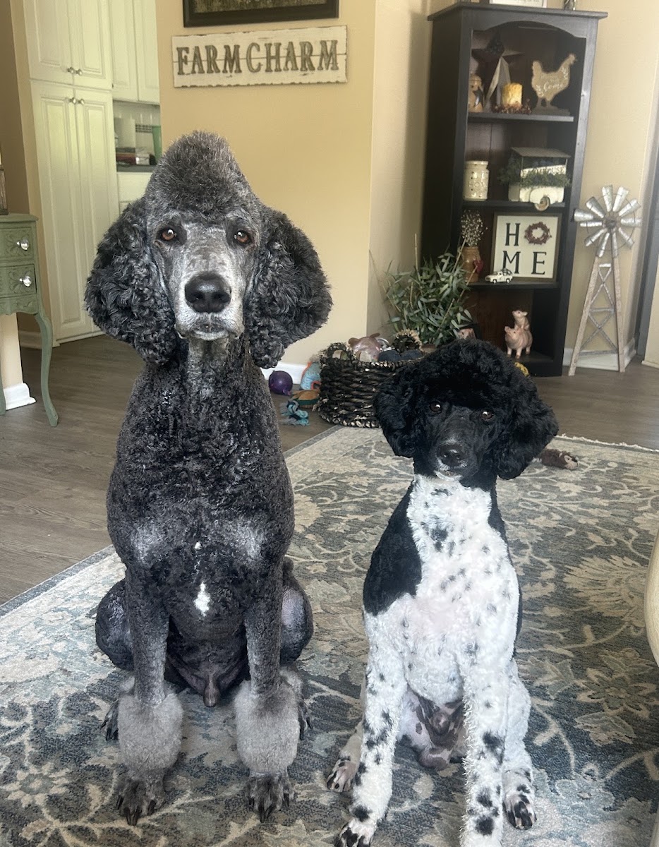 Shawnee Hills Pet Grooming