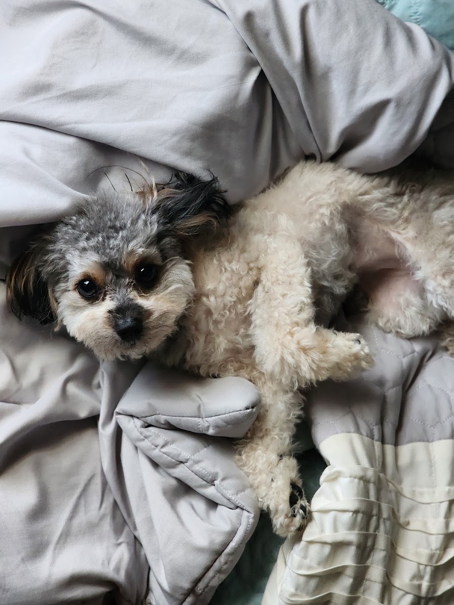 Shawnee Hills Pet Grooming