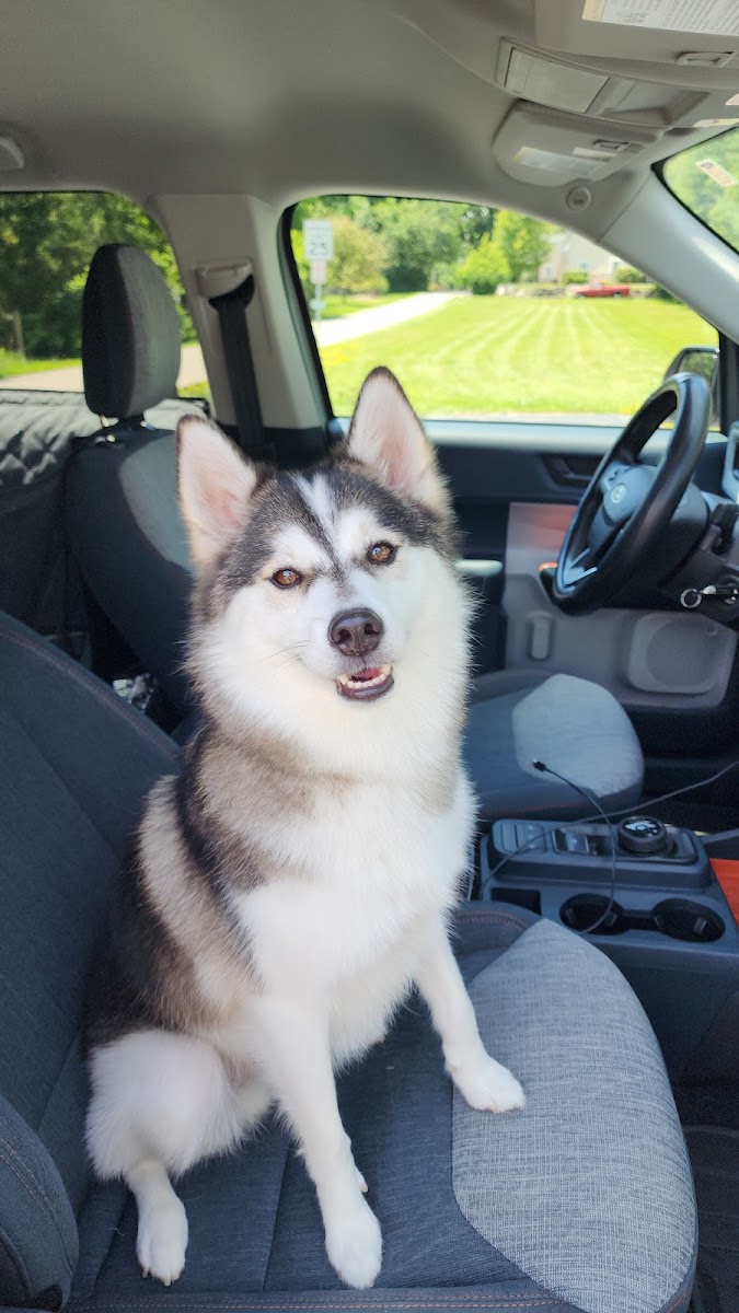 Shawnee Hills Pet Grooming